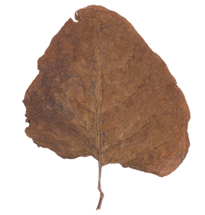 INDIAN RUSTICA STEMS